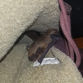 bat damage Bat Removal