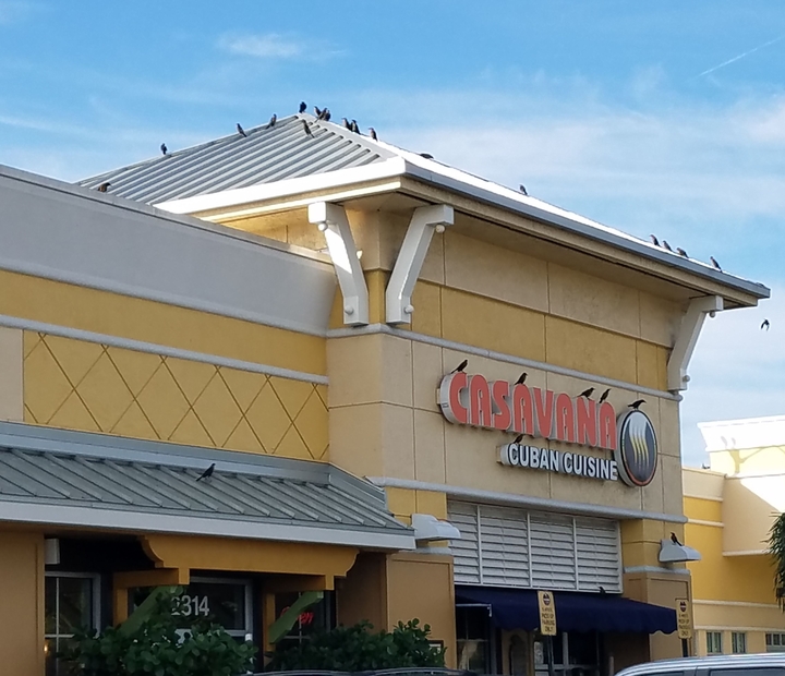 commerical bird control Commercial Bird Problems