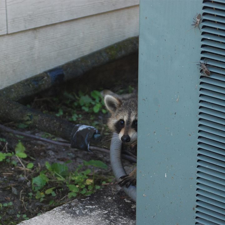 raccoon-in-attic Nuisance Raccoon Issues