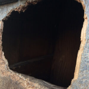 raccoons-in-attic Raccoons in Attic