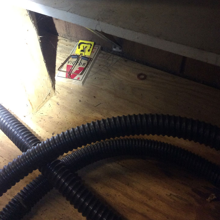 rat-damage-repair-cleanup Rat damage repair and cleanup