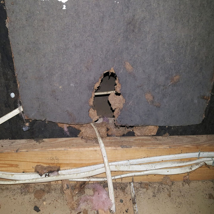 rats-in-attic Rats in Attic and walls