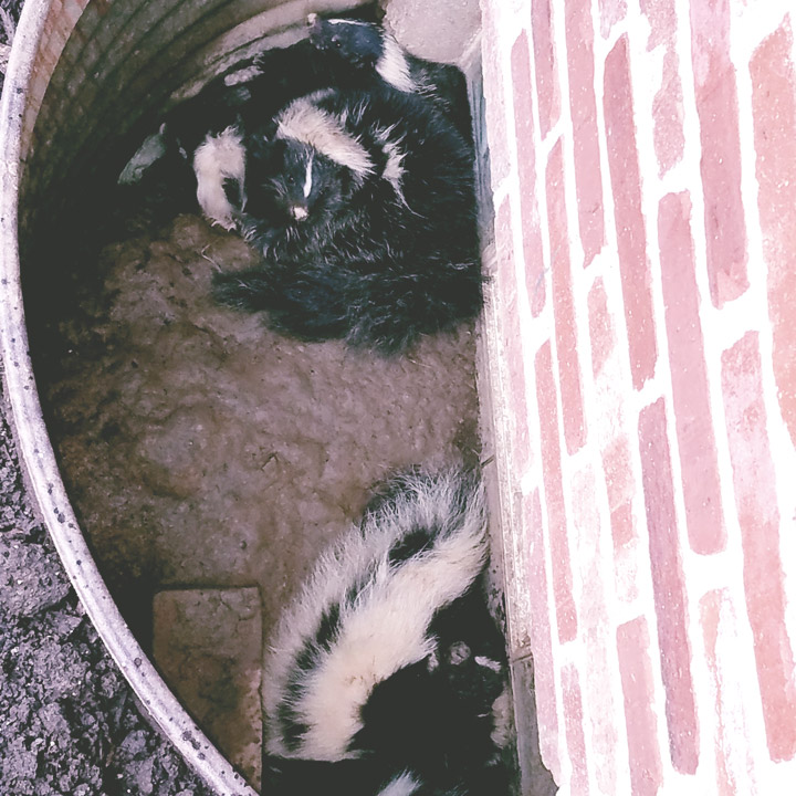 skunk-damage-repair-exclusion Skunk Damage Repaired