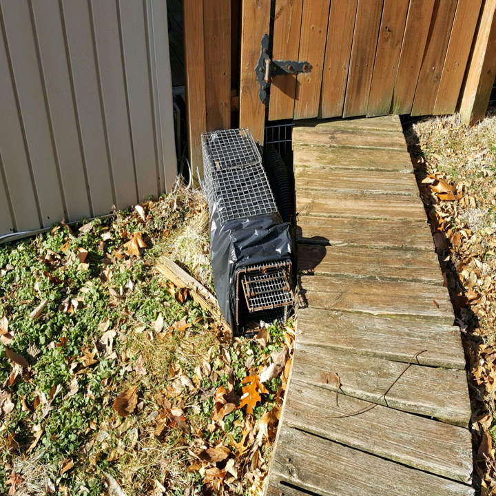skunk-removal Skunk Trapping and Control