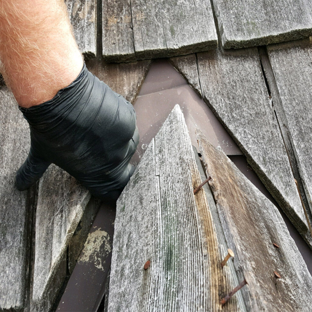 wild-animal-damage-repair- Wildlife Removal and Repairs