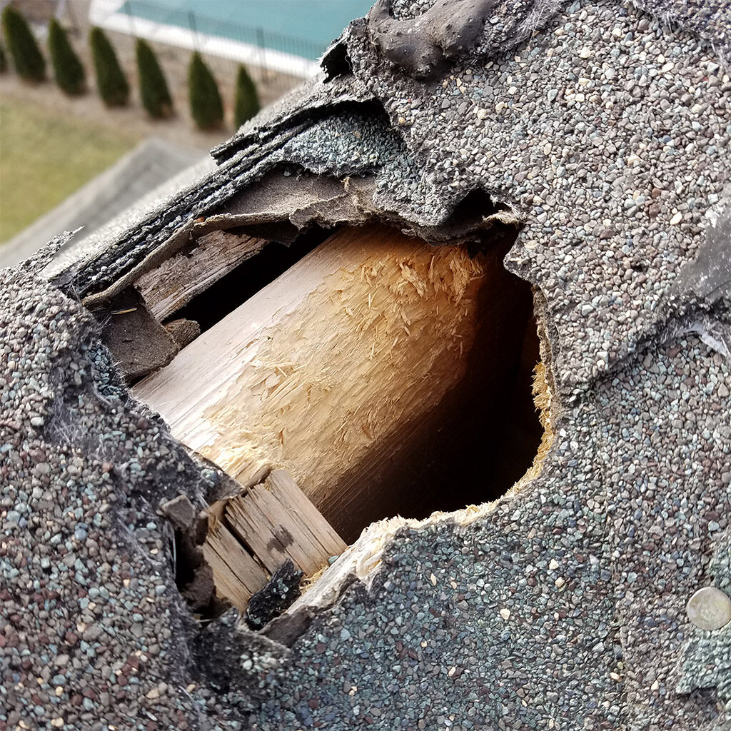 wildlife-proofing-exclusion Attic Exclusion Repair and Animal Proofing