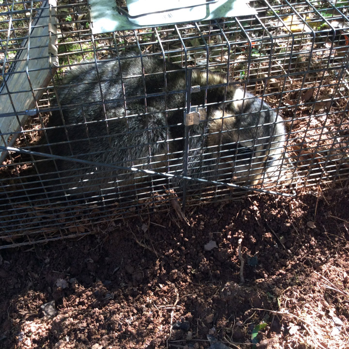 wildife-removal Wildlife Removal Service